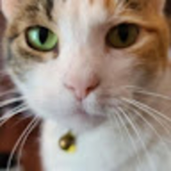 t_paws